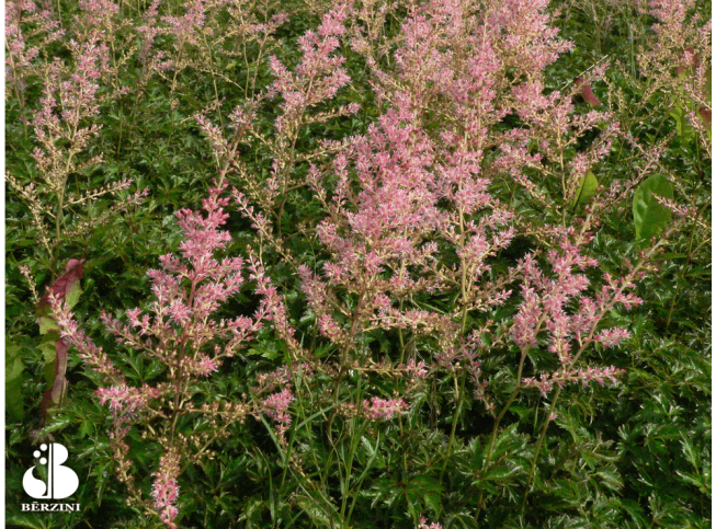Astilbe simplicifolia   'Hennie Graafland'